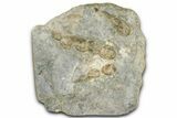 Enormous, Dinosaur (Grallator) Track - Negative Impression #366866-1